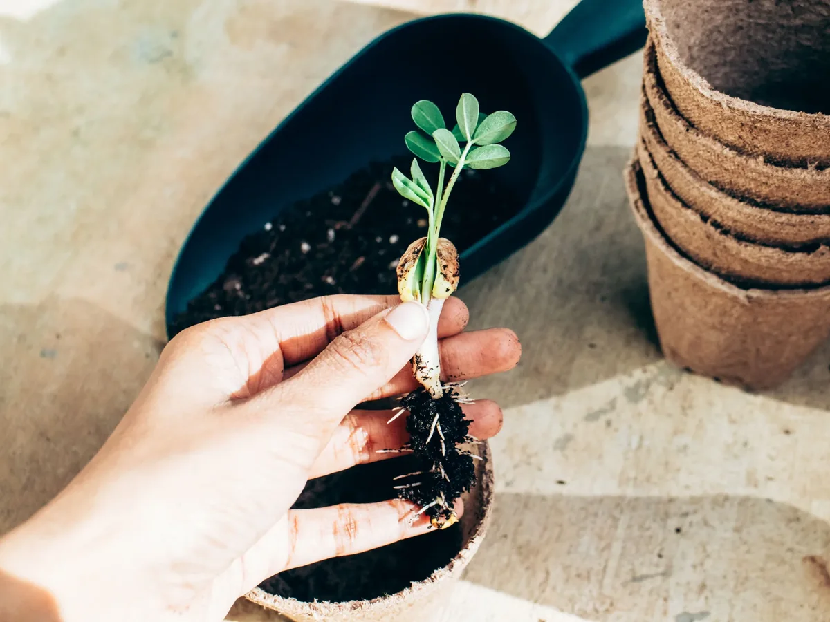 Stock photo: Hand holding a young seedling above paper plant pots in sunlight