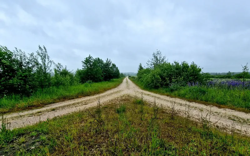 Symbolbild: Ein Feldweg gabelt sich zwischen Wiesen und Büschen unter bedecktem Himmel